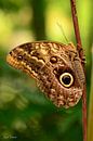 Bruine vlinder von Rene Mensen Miniaturansicht