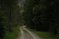 Het duistere bos