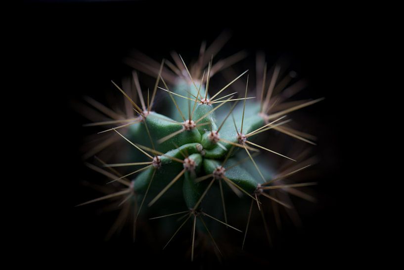 Stingy Symmetry by Annelies Schaepherders