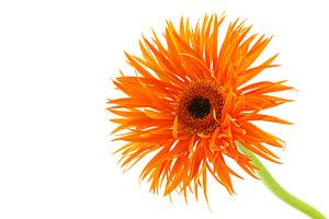 Gerbera Araignée Orange