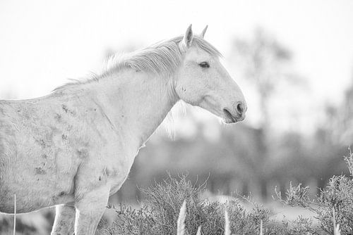 Wild Camargue paard (zwart wit)