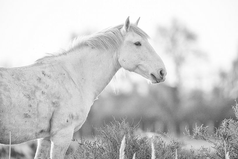 Cheval sauvage de Camargue (noir et blanc) par Kris Hermans
