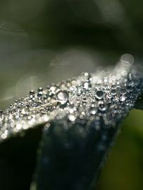 Dropped on a cross road by Angela Kraan