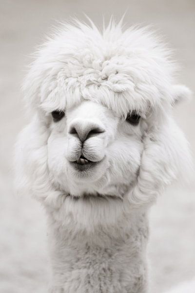 White Alpaca by Monika Strigel