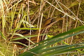 Rohrdommel im Schilfgürtel