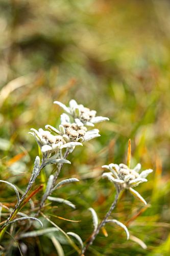 Alpine edelweiss in kleur