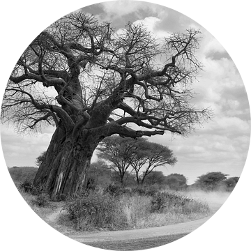 Landrover bij baobab van Herman van Ommen