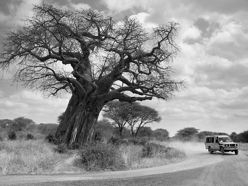 Land rover au baobab