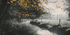 Les derniers survivants