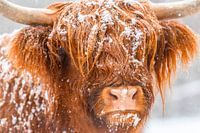 Portrait of a Scottish Highland cattle in the snow