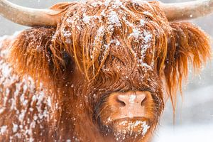 Portrait of a Scottish Highland cattle in the snow