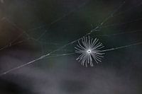 Dandelion fluff in spider web