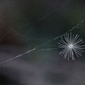 Löwenzahnflaum im Spinnennetz von tovano.pictures