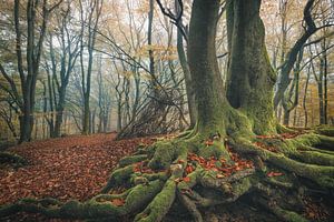 Speulderbos [Mistige Herfstochtend II]
