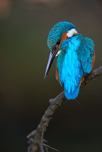 IJsvogel - Beekjuweel
