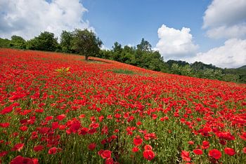 Poppy field