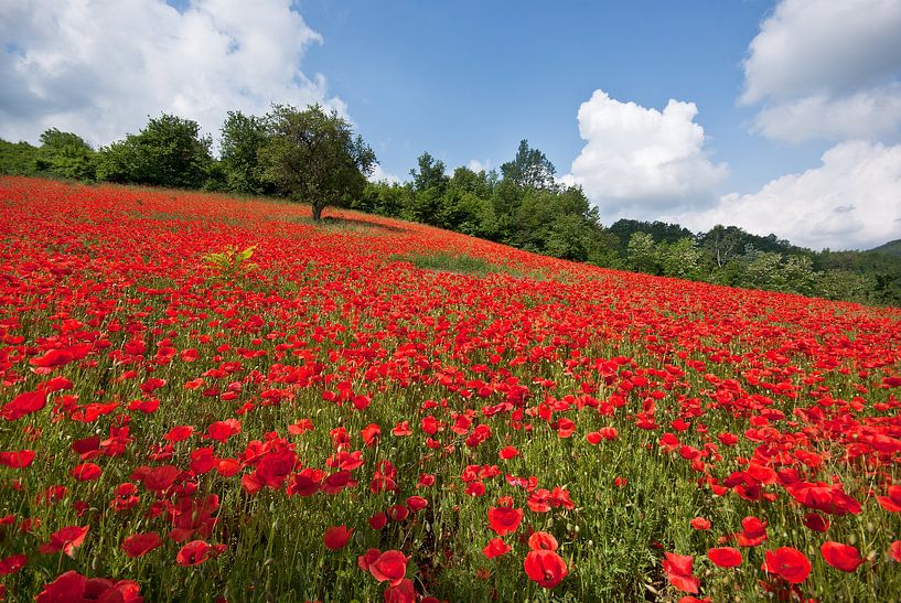 Poppy field by Willem Havenaar