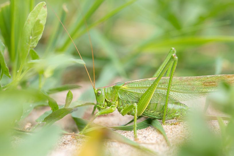 Large green sable grasshopper by Antoine Deleij