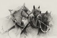 Driespan Trekpaarden portret in sepia van Bram van Broekhoven thumbnail