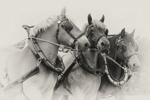 Driespan Trekpaarden portret in sepia