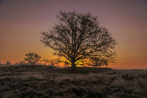 Frühmorgens in den Dünen von Loonse und Drunense