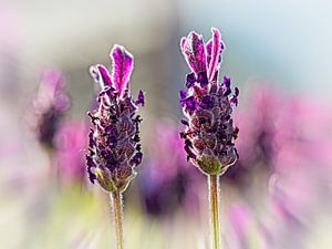 Lavendel von Rob Boon