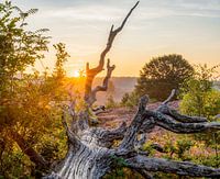 Zonsopkomst op de Veluwe