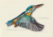 IJsvogel met schaduw vogel illustratie van Angela Peters thumbnail