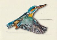 IJsvogel met schaduw vogel illustratie