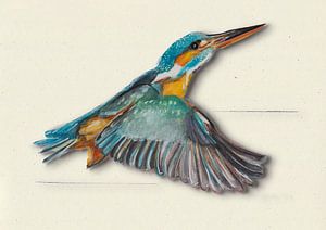 Eisvogel mit Schattenvogel Illustration