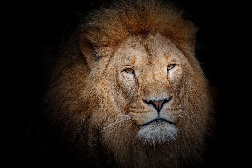 Lion on black by Janine Bekker Photography