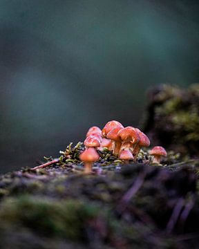 paddenstoelen in het bos van Tom Zwerver