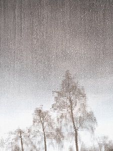 Reflet mystique d'arbres dans l'eau dans des couleurs de terre douces