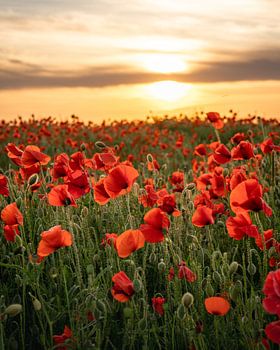 Sonnenuntergang über den Mohnblumen