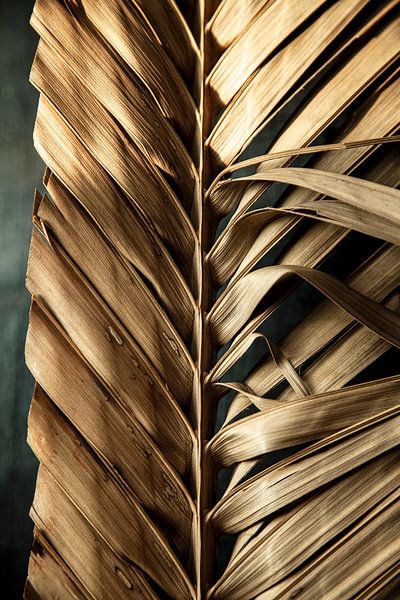 Feather by Melanie Schat
