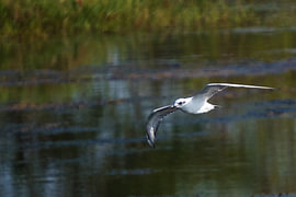 Une sterne blanche volant à basse altitude au-dessus de la surface de l'eau - Faune sauvage sur cr8image