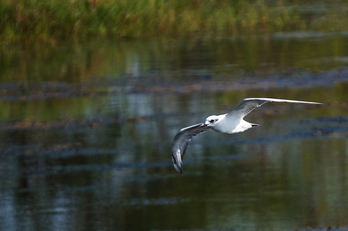 Weiße Seeschwalbe, die tief über der Wasseroberfläche fliegt – Wildtiere