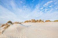 Norderney Dunes - Landscape