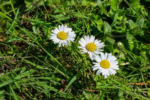Makroaufnahme von Gänseblumen auf einer Wiese
