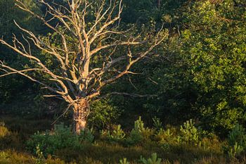 Die Toten unter den Lebenden