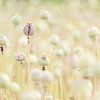 Pastel coloured Poppy bulbs by Roosmarijn Bruijns