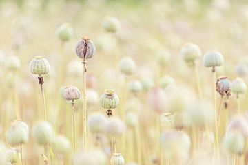 Bulbes de coquelicots aux couleurs pastel sur Roosmarijn Bruijns