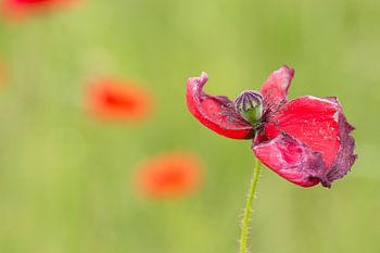 Poppy