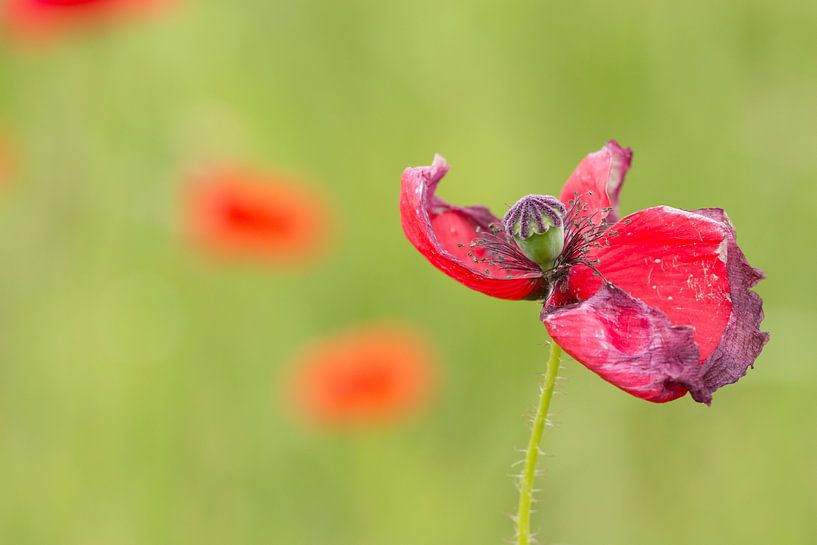 Poppy by Esther Ehren