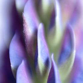 Abstract lupines van Ellie Overgaauw