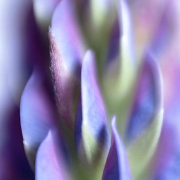 Abstract lupines