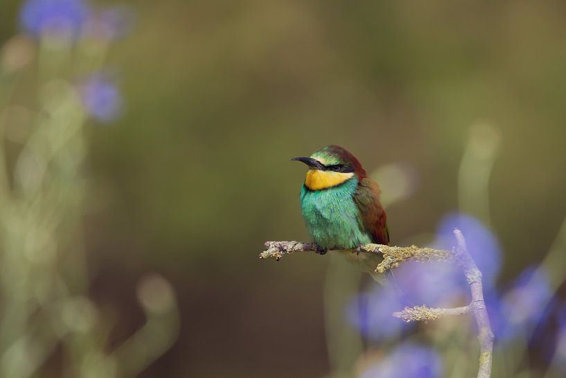 Bee-eater by Samantha Rorijs