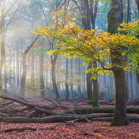Herbst im Speulder Wald von Bert van Wijk