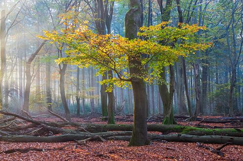 Autumn in the Speulder Forest