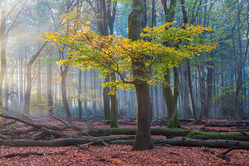 Herfst in het Speulderbos van Bert van Wijk
